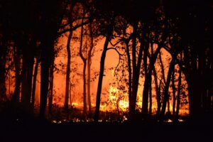 AI early warning system aims to speed up forest fire detection